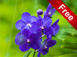 Summer Flower Screensaver - Windows 10 Nature Screensavers