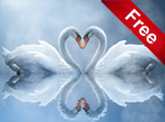 Swan Love Screensaver - Windows 10 Valentine Screensavers